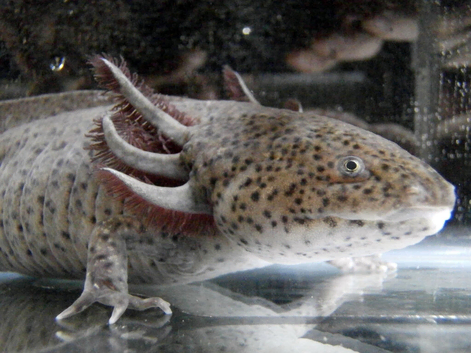 Various Axolotls