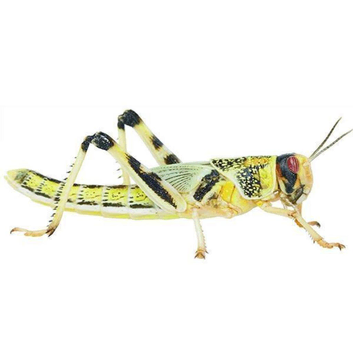 FRESH LIVE REPTILE FOOD OFFERED TWICE WEEKLY