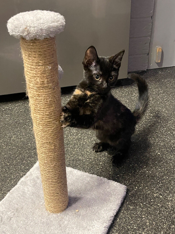 Beautiful little girl
