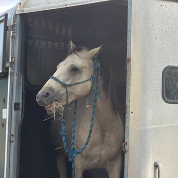 Connemara Gelding