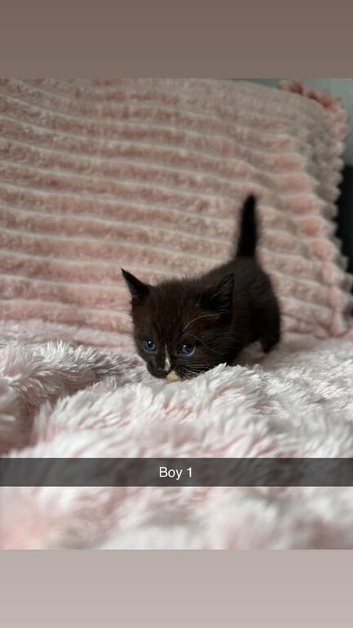 Ragdoll x exotic kittens