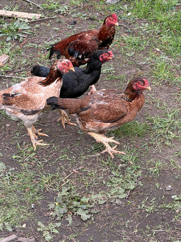 Chickens for sale