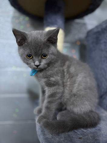 Stunning MALE British short haired kitten