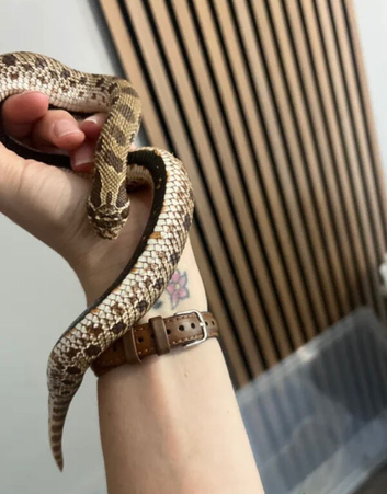 1 and half year old female hognose snake