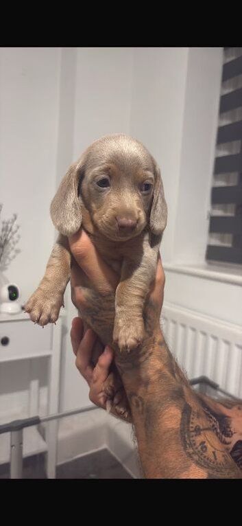 KC registered lilac MINATURE dachshunds