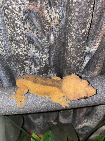 Stuka- Adult Male Crested Gecko+ set up