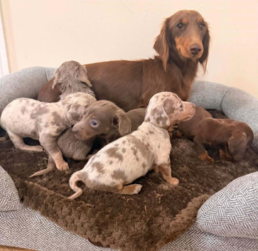 Beautiful dachshund puppies