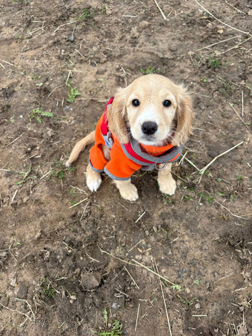 F1b cockapoo girl