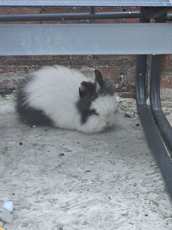 There are beautiful rabbits and different types.