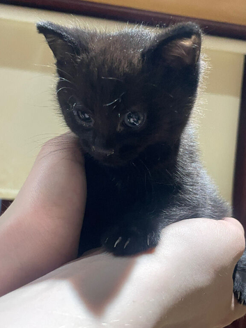 Just two babies left
