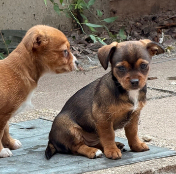 Last Girl Jack Russell x Terrier