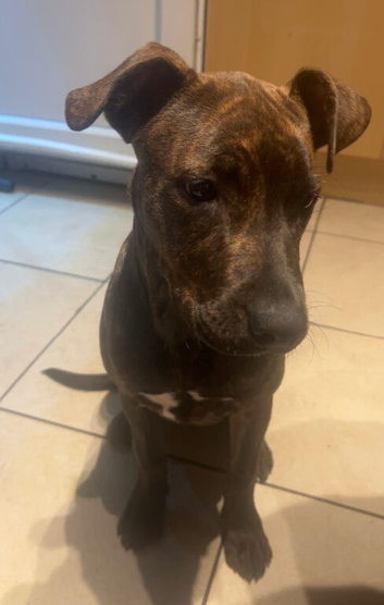 19 weeks old staff x cane corso