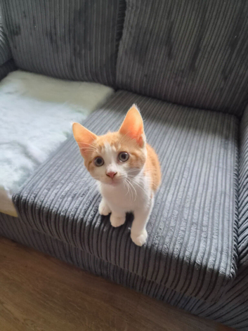 Kitten