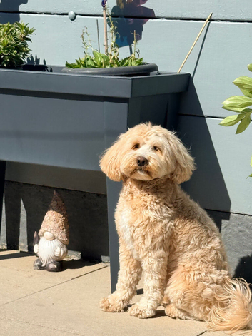 Tibetan Doodle Litter Due Mid September