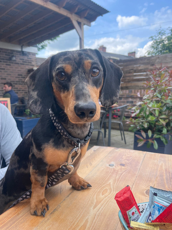 Proven KC Registered Miniature Dapple Daschund Stud