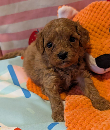 Extensively health tested F1 cavapoos