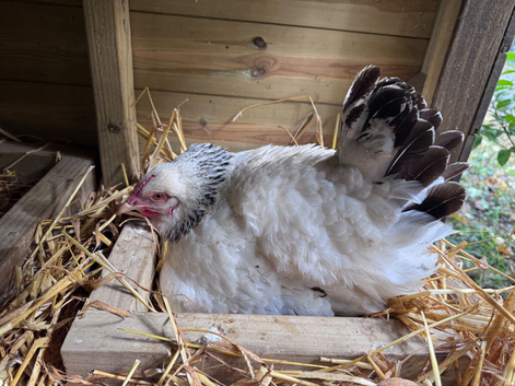 10 Chickens- All egg laying