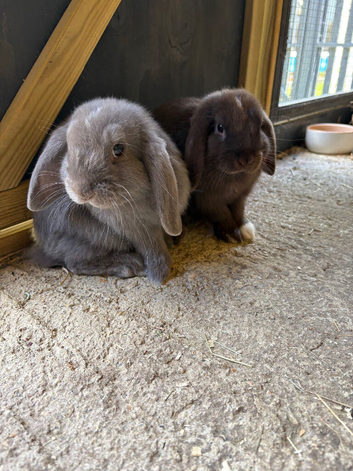 X2 female mini lops