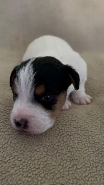Patterdale x parson Russel terrier