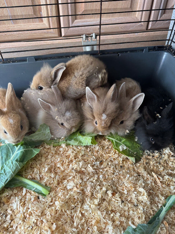mini lops rabbits
