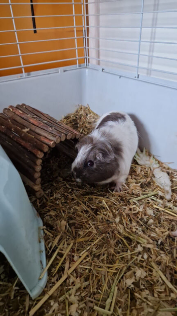 Guinea pig sisters, 3 months old