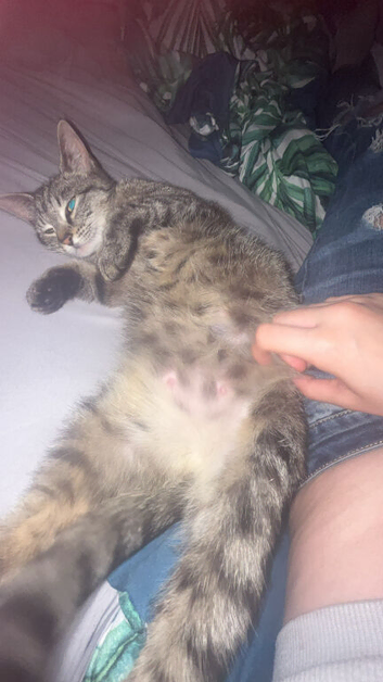 Rehoming cat