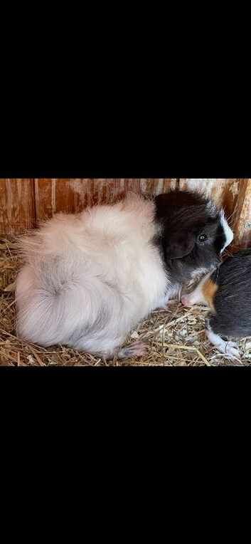 Baby Guinea Pigs