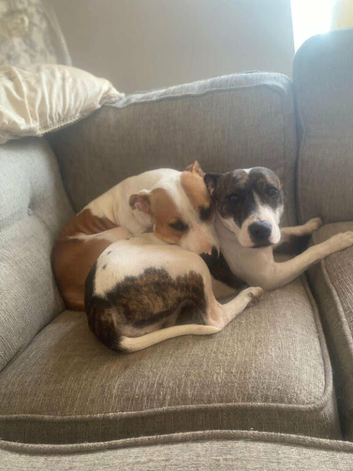 Staffordshire bull terrier puppies