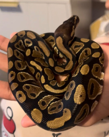 Female python