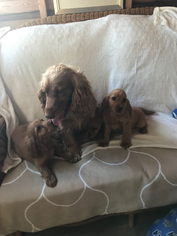 3 adorable showtype cocker spaniel boys