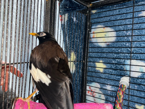 Myna Bird
