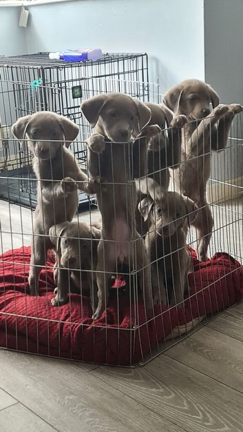 LABRADOR RETRIEVER (SILVER) FULL KC REG READY TO GO 15TH MAY