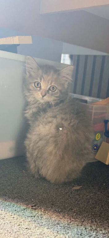 Persian x maincoon kitten