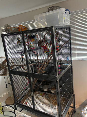 Pair of  love birds