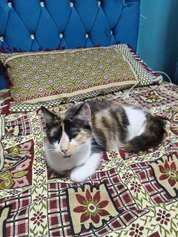 Calico cat for sale(recently given birth)