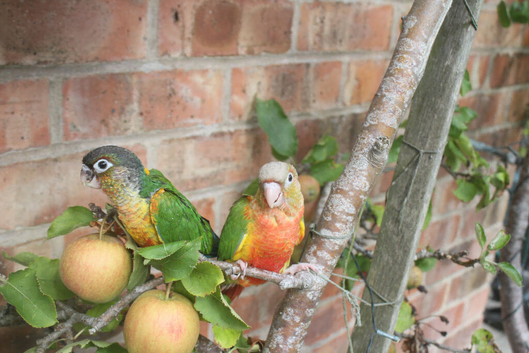 TWO yellow sided conures hand reared    [both sold now]