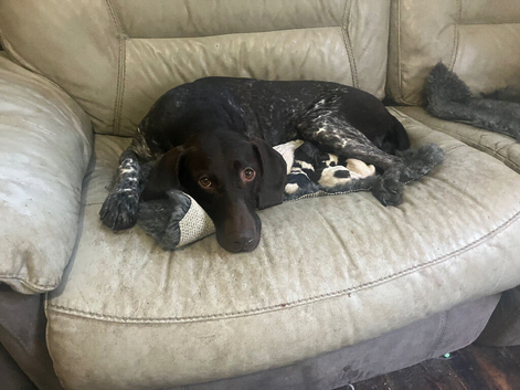 Beautiful Gsp puppies
