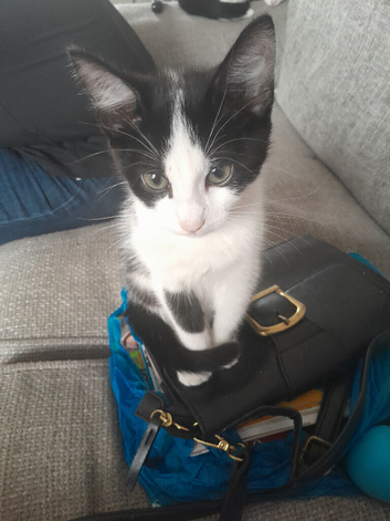 1 left out of litter
