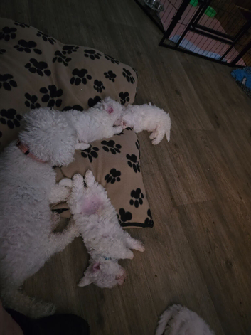 3 male puppies for sale