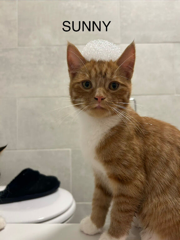 Male tabby