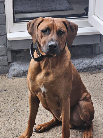 Rhodesian Ridgeback Male
