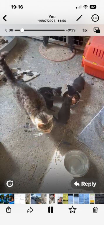 Kittens