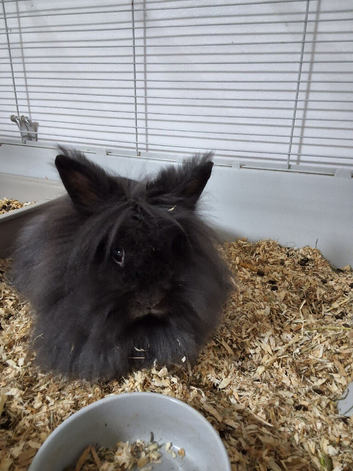 Male Rabbit