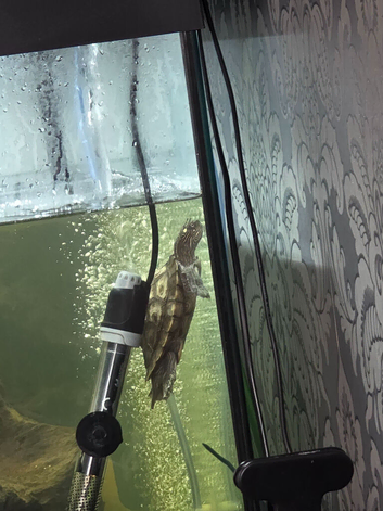 Big lovely female map turtle needs forecer home