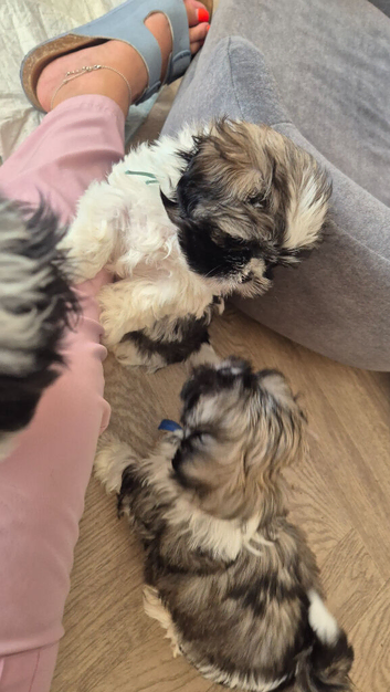 Beautiful litter of shihtzu puppies
