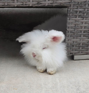 Cute fluffy bunny