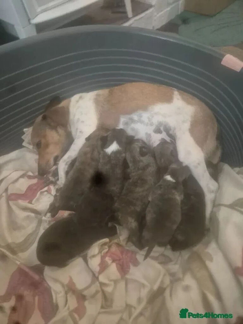 Stunning Westiejack Puppies (westie x jack russell)