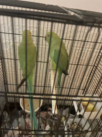 Indian green neck parrot