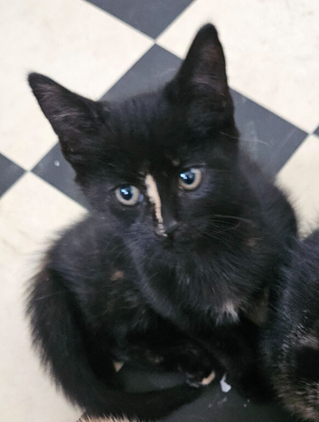 Kittens for sale