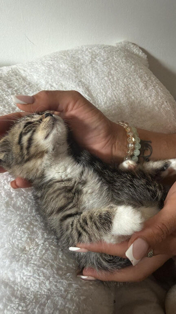 Two beautiful boys available